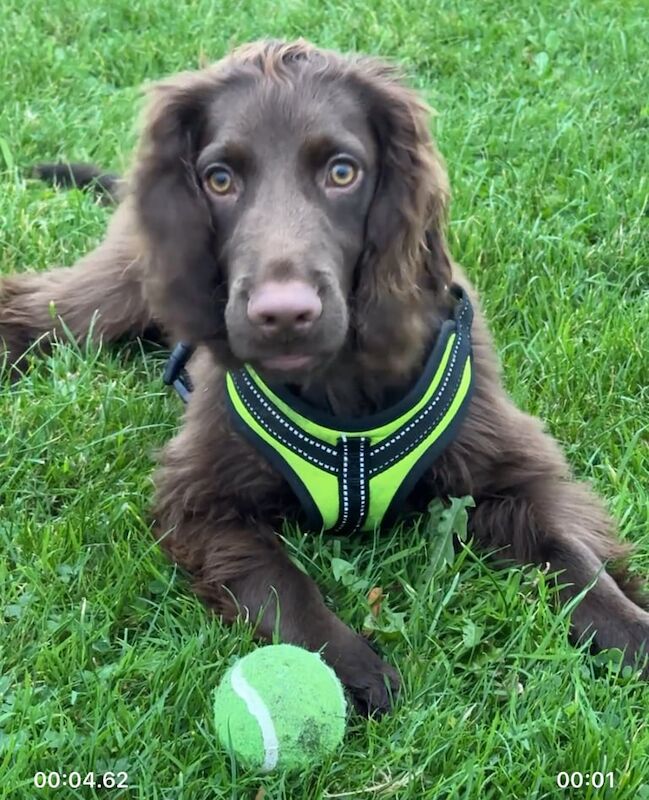 Cocker Spaniel puppies for sale in Ayr, Ayrshire and Arran – 6 months old