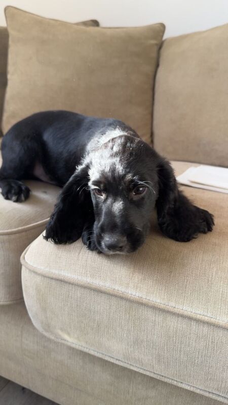 Cocker spaniel puppy