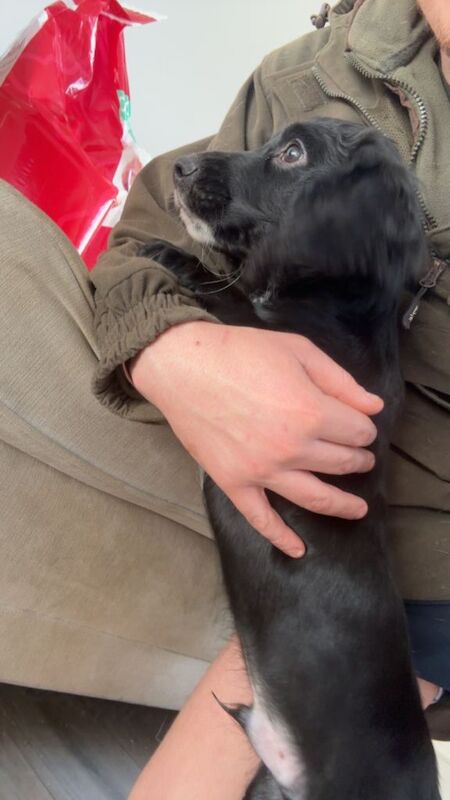 Cocker spaniel puppy - Image 2 of 2