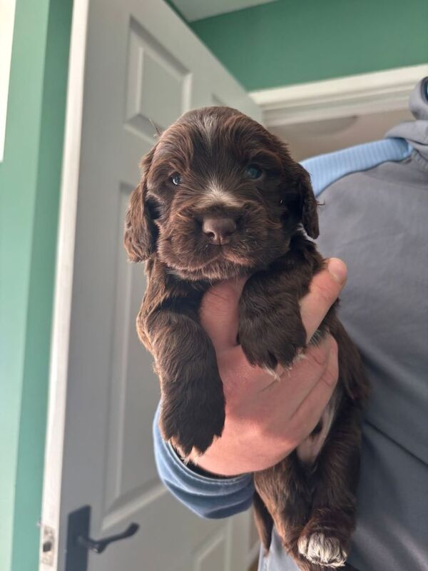 Cocker spaniel puppy! - Image 2 of 4
