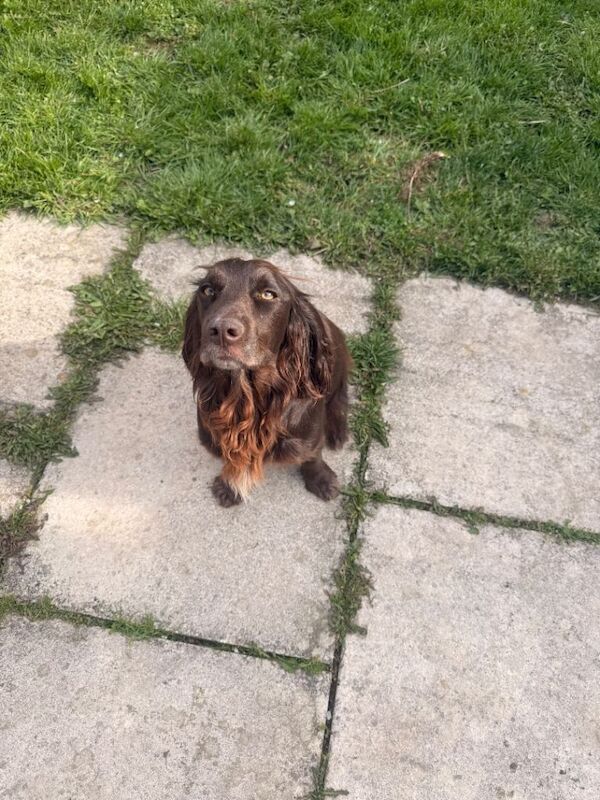 Cocker spaniel puppy! - Image 3 of 4