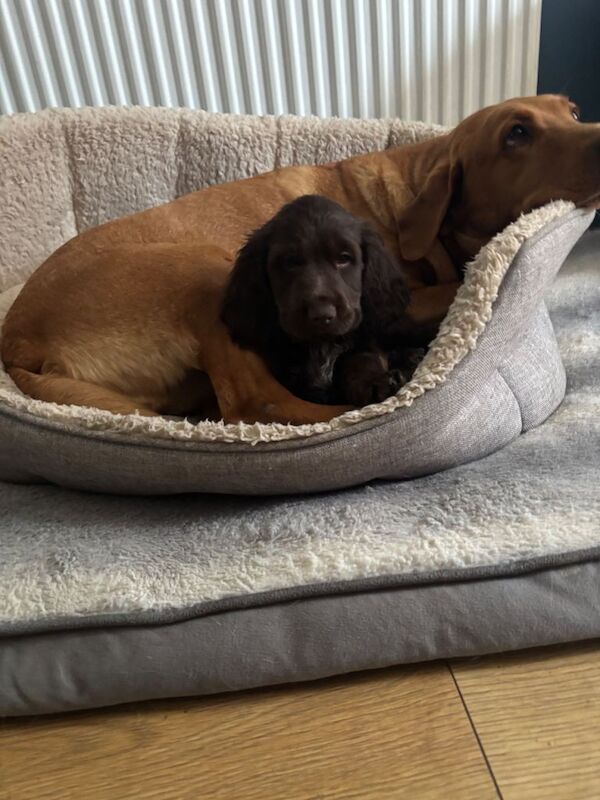Cocker spaniel puppy! - Image 4 of 4