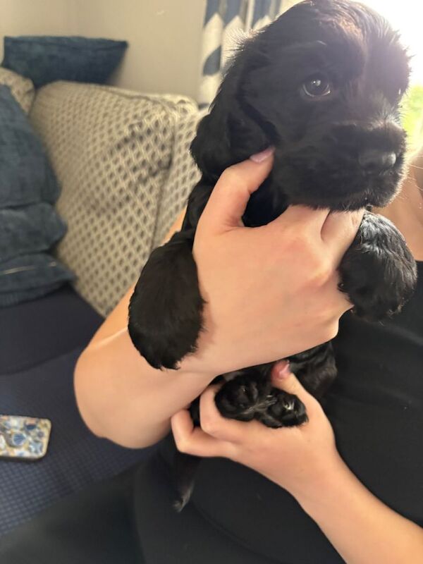 Cocker Spaniel Puppies For Sale