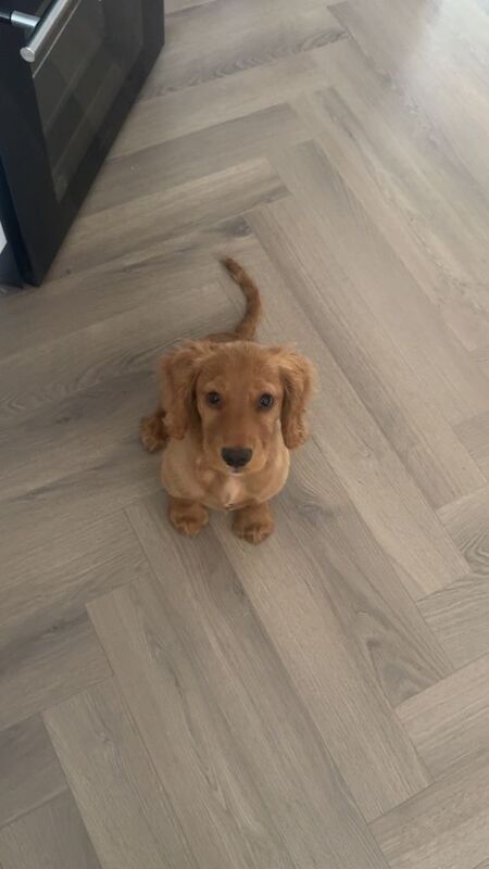 Cocker Spaniel Puppy