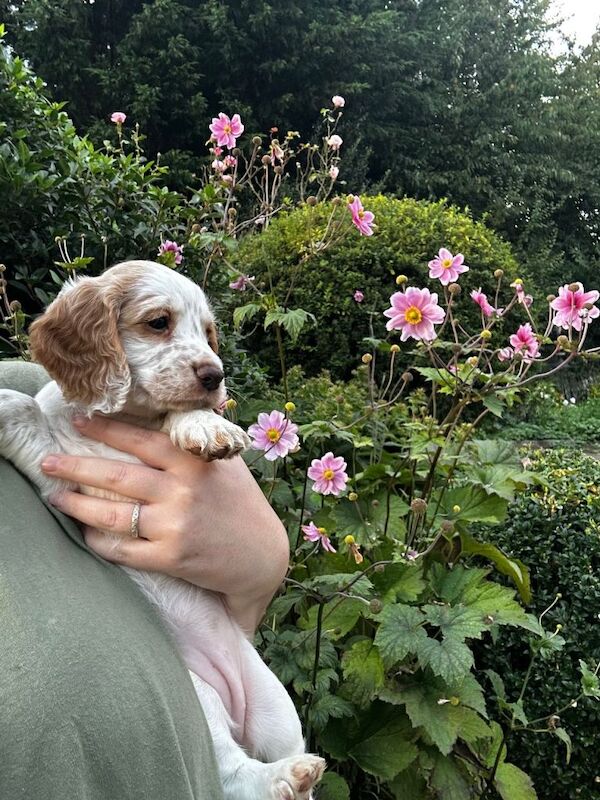 Cocker Spaniel Puppy