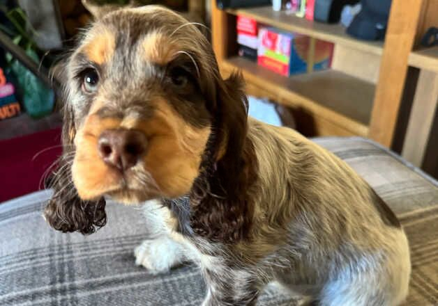 Cocker Spaniel puppies for sale in Loughborough, Leicestershire – 1 year old - Image 2 of 3