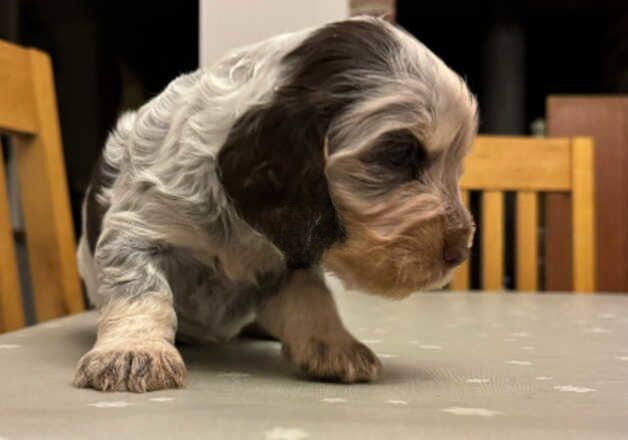 Cocker Spaniel puppies for sale in Loughborough, Leicestershire – 1 year old - Image 3 of 3