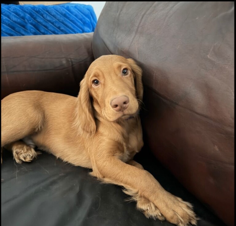 Cocker Spaniel Puppy - Beautiful Boy – 5 months old.