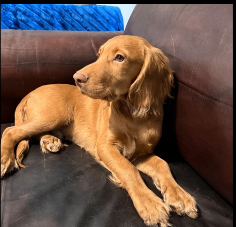 Cocker Spaniel Puppy - Beautiful Boy – 5 months old. - Image 2 of 6