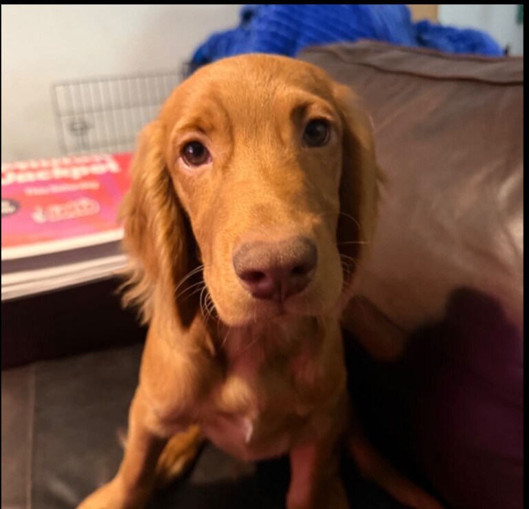 Cocker Spaniel Puppy - Beautiful Boy – 5 months old. - Image 4 of 6