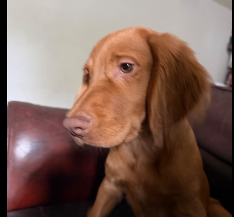 Cocker Spaniel Puppy - Beautiful Boy – 5 months old. - Image 6 of 6