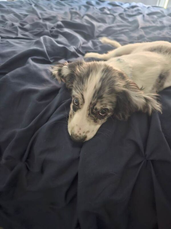 Cocker spaniel puppy bitch for sale - Image 2 of 3