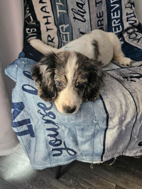 Cocker spaniel puppy bitch for sale - Image 3 of 3