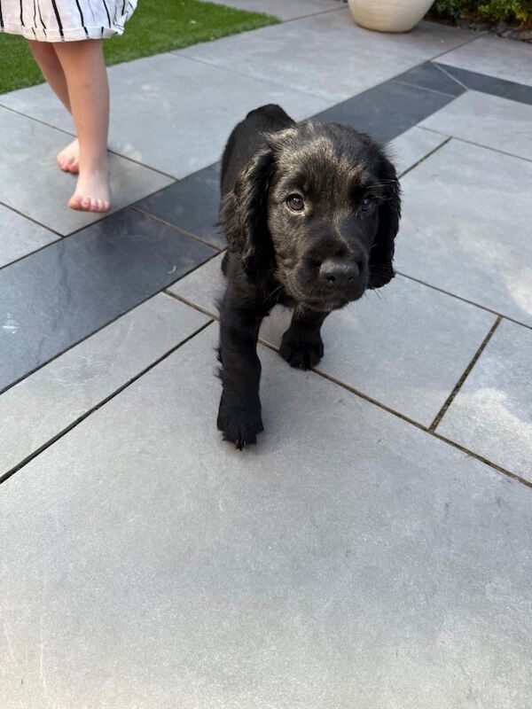 Cocker Spaniel puppies for sale in Ottery St Mary, Devon – KC registered, 11 weeks old