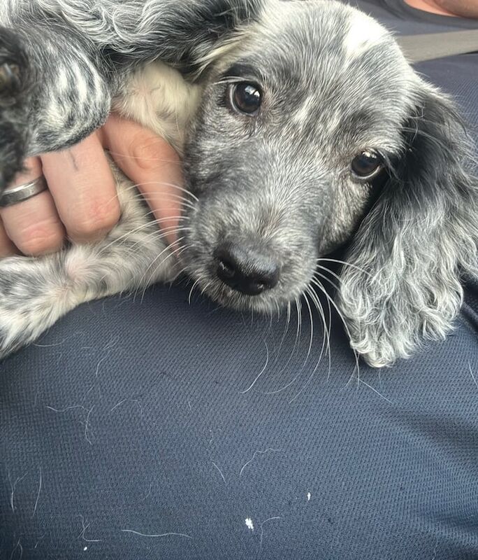 Cocker Spaniel puppies for sale in Bramley, West Yorkshire – 10 weeks old