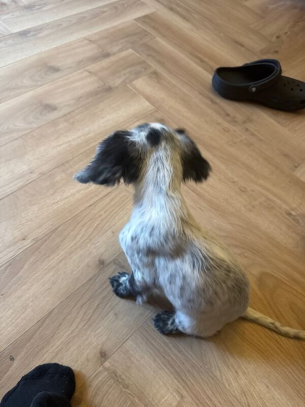 Cocker Spaniel puppies for sale in Bramley, West Yorkshire – 10 weeks old - Image 2 of 3