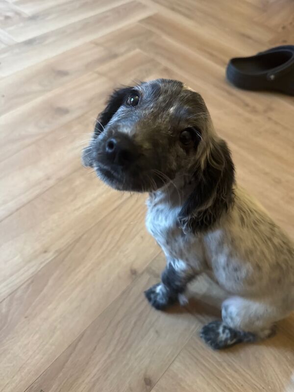 Cocker Spaniel puppies for sale in Bramley, West Yorkshire – 10 weeks old - Image 3 of 3