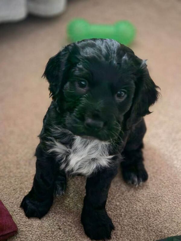 Cocker Spaniel Puppies For Sale
