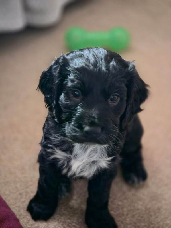 Cocker spaniel puppy for sale - Image 2 of 4