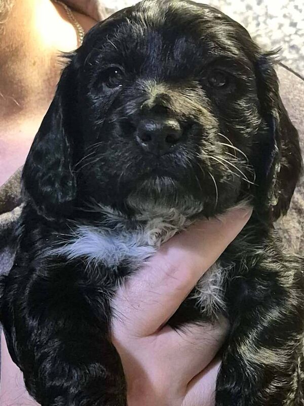 Cocker spaniel puppy for sale - Image 3 of 4