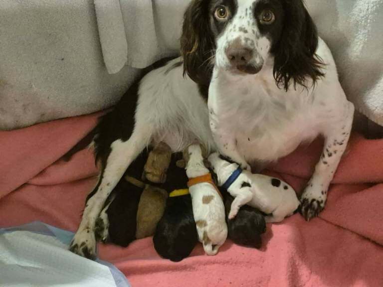 Cocker spaniel puppy for sale - Image 4 of 4
