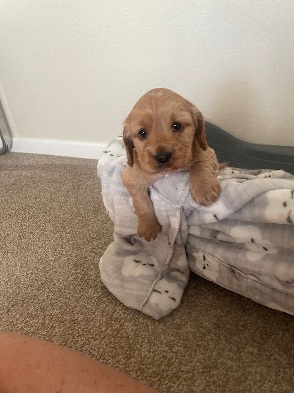 Cocker spaniel puppy for sale one boy available for sale in Hednesford, Staffordshire