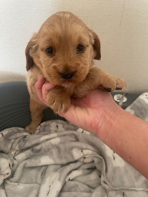 Cocker spaniel puppy for sale one boy available for sale in Hednesford, Staffordshire | Image 2