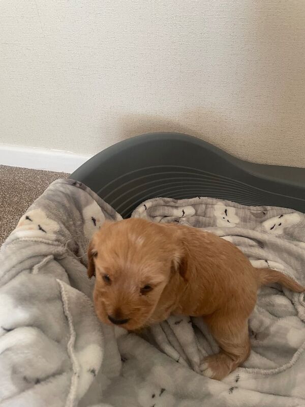Cocker spaniel puppy for sale one boy available for sale in Hednesford, Staffordshire | Image 3