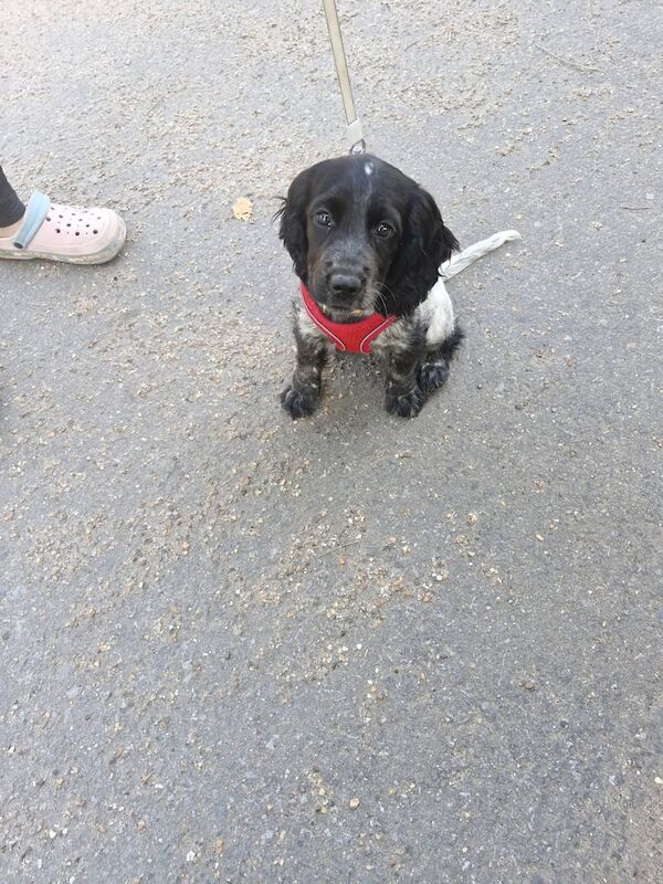 Cocker Spaniel puppies for sale in Heathrow, London – KC registered, 11 weeks old