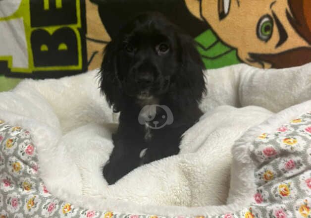 Cocker Spaniel puppies for sale in County Antrim – 1 year old - Image 2 of 4