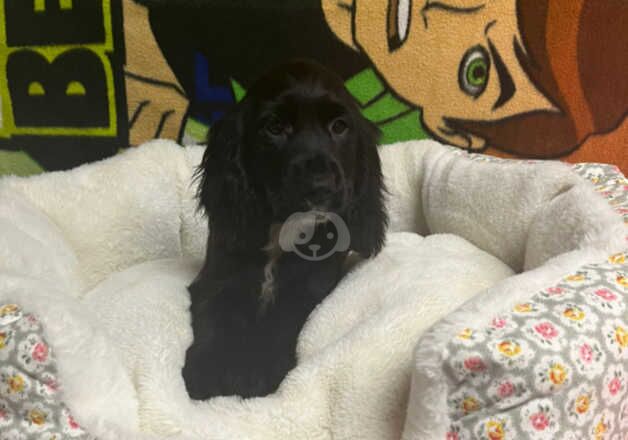 Cocker Spaniel puppies for sale in County Antrim – 1 year old - Image 3 of 4