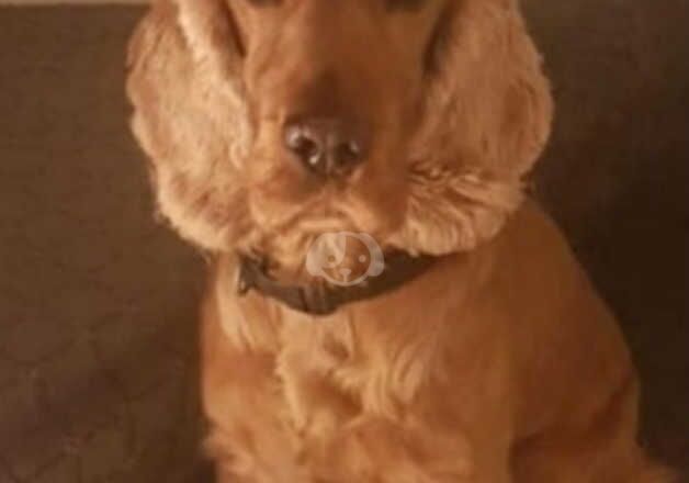 Cocker Spaniel puppies for sale in County Antrim – 1 year old - Image 4 of 4