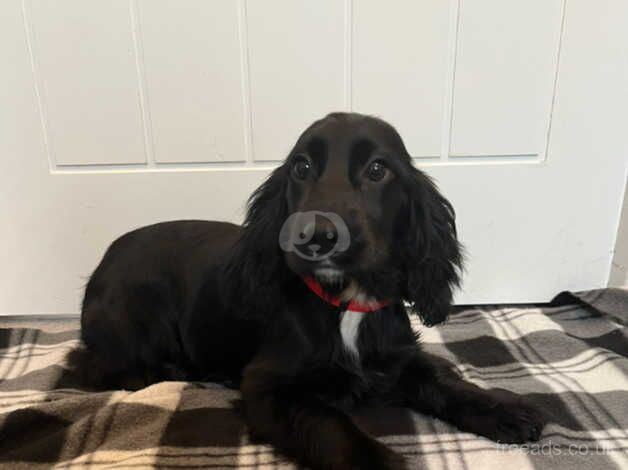 Cocker Spaniel puppies for sale in Lisburn, Lisburn – 1 year old - Image 2 of 5