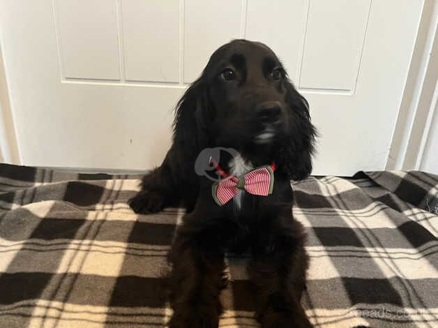 Cocker Spaniel puppies for sale in Lisburn, Lisburn – 1 year old - Image 3 of 5