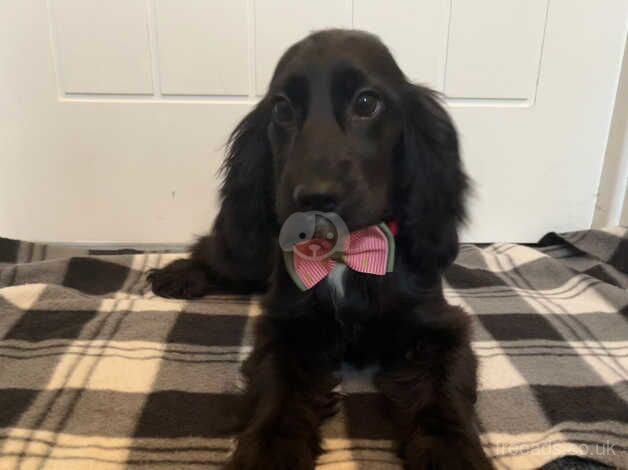 Cocker Spaniel puppies for sale in Lisburn, Lisburn – 1 year old - Image 4 of 5