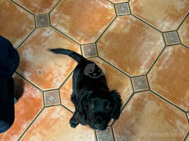 Cocker Spaniel puppies for sale in Bermondsey, Greater London – 1 year old - Image 2 of 5