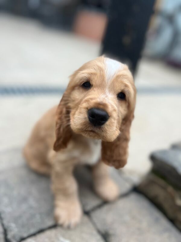 Cocker Spaniel puppies for sale in Newtownstewart, County Tyrone – KC registered, 7 weeks old