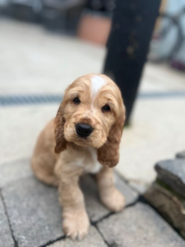 Cocker Spaniel puppies for sale in Newtownstewart, County Tyrone – KC registered, 10 weeks old - Image 2 of 3