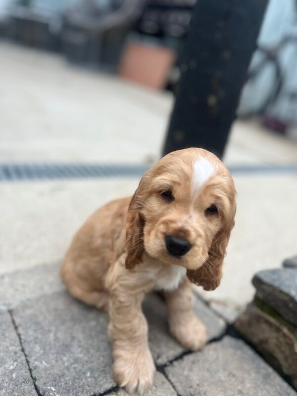 Cocker Spaniel puppies for sale in Newtownstewart, County Tyrone – KC registered, 10 weeks old - Image 3 of 3
