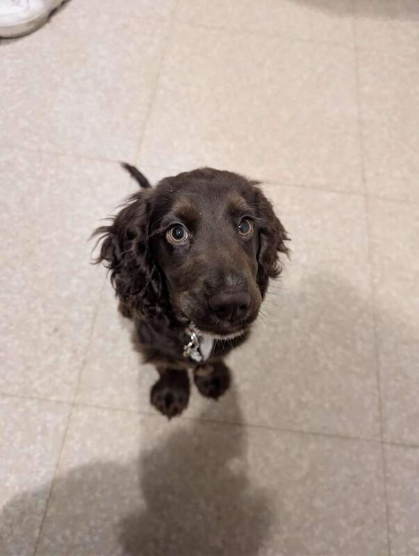 Cocker Spaniel puppies for sale in South Shields, Tyne and Wear – 3 months old - Image 2 of 3