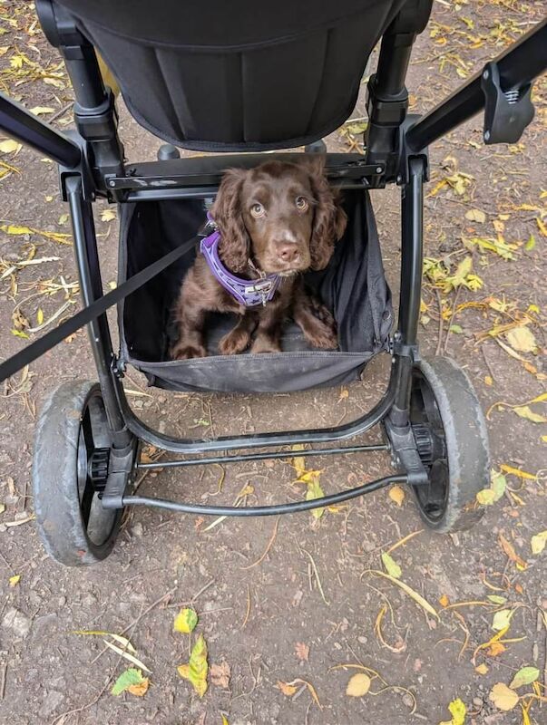 Cocker Spaniel puppies for sale in South Shields, Tyne and Wear – 3 months old - Image 3 of 3