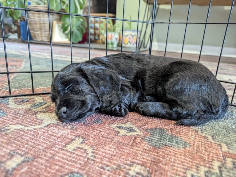 Cocker Spaniel puppies for sale in Worthing, West Sussex – KC registered, 6 weeks old