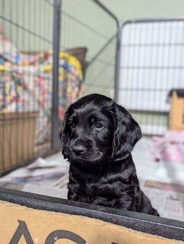 Cocker Spaniel puppies for sale in Worthing, West Sussex – KC registered, 6 weeks old - Image 2 of 3