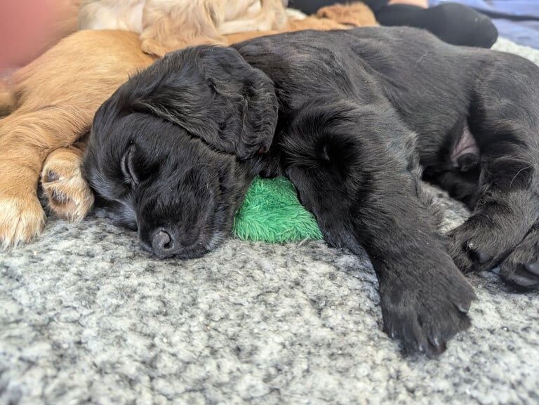 Cocker Spaniel puppies for sale in Worthing, West Sussex – KC registered, 6 weeks old - Image 3 of 3