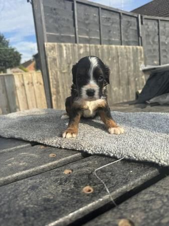 Cocker Spaniel puppies for sale in Grantham, Lincolnshire – 1 year old - Image 1 of 4