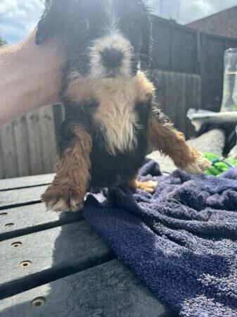 Cocker Spaniel puppies for sale in Grantham, Lincolnshire – 1 year old - Image 3 of 4