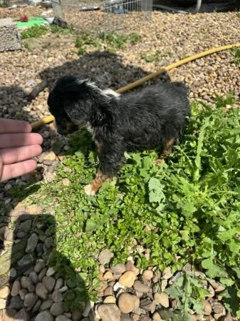 Cocker Spaniel puppies for sale in Grantham, Lincolnshire – 1 year old - Image 4 of 4
