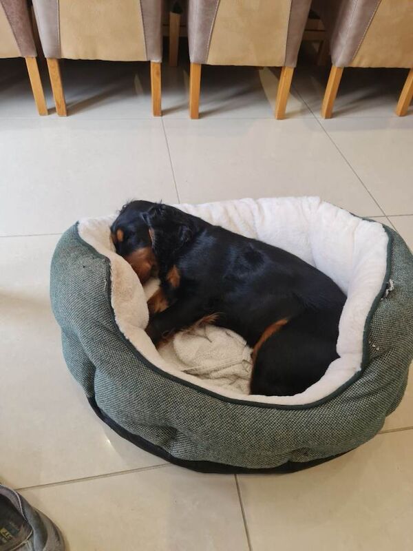 Cocker Spaniel Puppy - striking markings
