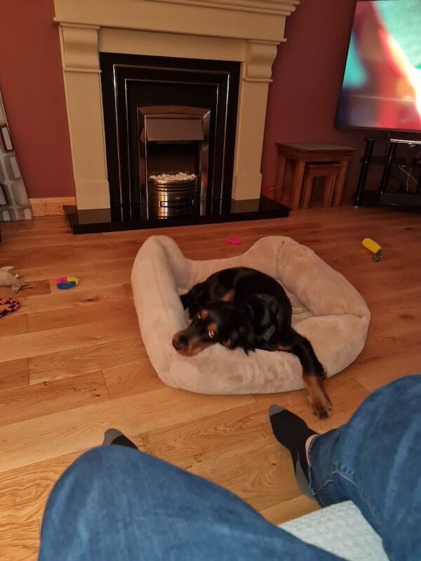 Cocker Spaniel Puppy - striking markings - Image 2 of 3