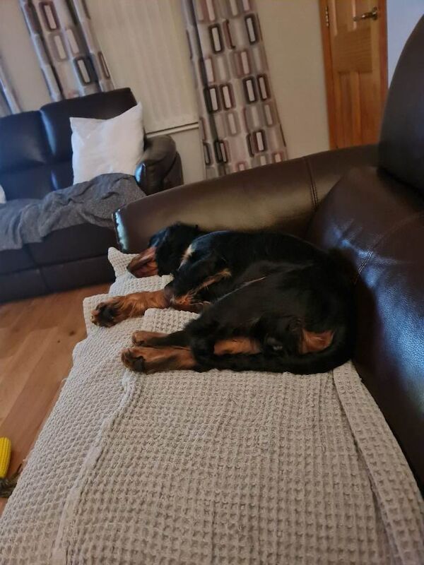 Cocker Spaniel Puppy - striking markings - Image 3 of 3